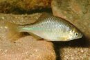 Rhodeus sericeus -  Bitterling