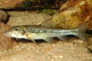 Gobio gobio - Gründling