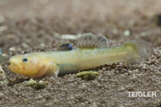 Chlamydogobius eremius GOLD - Wüstengrundel GOLD