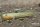 Chlamydogobius eremius GOLD - Wüstengrundel GOLD