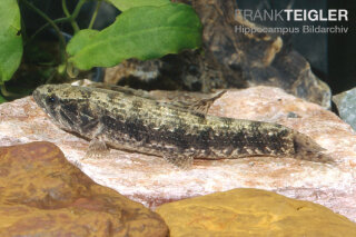 Hoplias Malabaricus - Tigersalmler