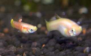 Poecilia wingei - Guppy ginger rubra - 1 Paar - Liefergröße ca.: 1-2 cm