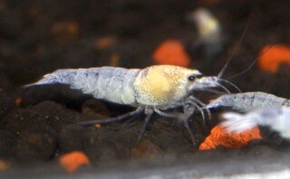 Caridina snow white 10 Stück