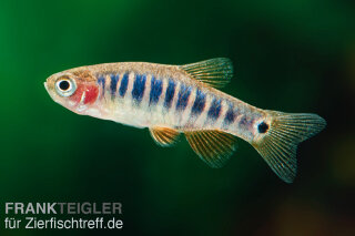 Danio erythromicron - Querstreifen-Zwergbärbling