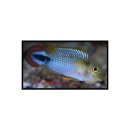 Apistogramma pandurini - Panduros Zwergbuntbarsch 1...