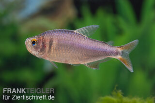 Hyphessobrycon wadai - Brombeersalmler