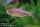 Hyphessobrycon wadai - Brombeersalmler