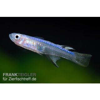 Pseudomugil cyanodorsalis - Blaurücken-Blauauge