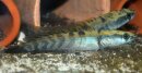 Channa melanoptera Red Barito ca. 10-15 cm