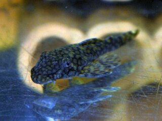 Ancistrus - L - 464 - Liefergröße ca.: 3-5 cm