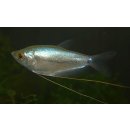 Trichogaster microlepis - Mondscheinfadenfisch