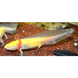 Ambystoma mexicanum - Axolotl gold
