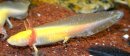 Ambystoma mexicanum - Axolotl gold