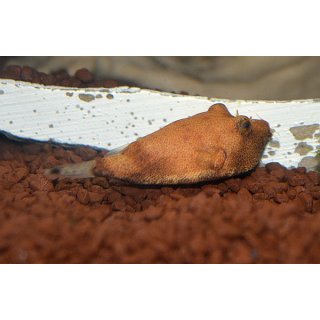 Tetraodon miurus - Brauner Kugelfisch "rot"