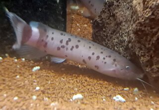 Malapterurus electricus - Zitter-Wels
