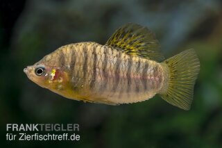 Limia nigrofasciata - Schwarzbindenkärpfling