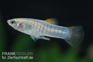 Limia tridens - Tiburon - Limia
