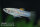 Limia tridens - Tiburon - Limia