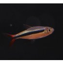 Thayeria sp. Red Tail Teles Pires - Rotschwanz...