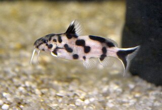 Synodontis polli white - Kuckuckswels
