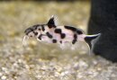Synodontis polli white - Kuckuckswels