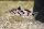 Synodontis polli white - Kuckuckswels
