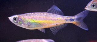 Devario aequipinnatus orange - Malabar Bärbling - Liefergröße ca.: 4-6 cm