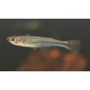 Hylopanchax stictopleuron - Kongo Zwergleuchtaugenfisch