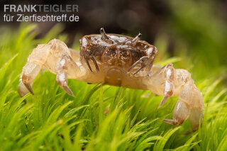 Potamocypoda pugil - Ghost-Zwergkrabbe
