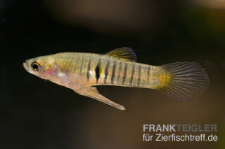 Neoheterandria elegans - Teddykärpfling