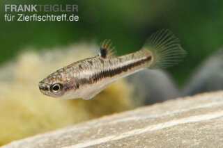 Heterandria formosa - Zwerg-Kärpfling