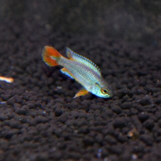 Apistogramma agassizii Alenquer neonblau - Weibchen