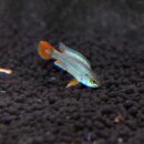 Apistogramma agassizii Alenquer neonblau - Weibchen