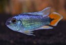 Apistogramma agassizii Alenquer neonblau - Weibchen