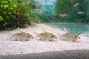 Corydoras reticulatus - Netz-Panzerwels