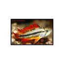 Apistogramma cacatuoides var. Doppelt-Rot Mann