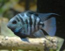 Amphilophus Blue Parrot - Blauer Papageienbarsch