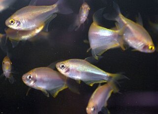 Nematobrycon palmeri gold - Kaiser-Tetra
