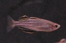 Melanotaenia sahulensis "Skull Creek"...