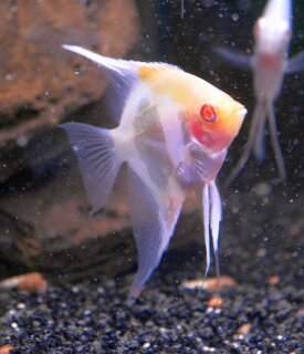 Pterophyllum scalare Pinoy ghost - Liefergröße ca.: 4-7 cm