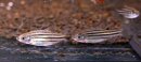 DESMOPUNTIUS JOHORENSIS- Linienbarbe -...