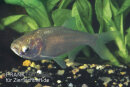 Hypophthalmichthys molitrix - Silberkarpfen 15-20 cm