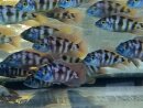 Placidochromis milomo - Super V10 Liefergröße...