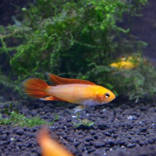 Apistogramma agassizii var. Red Fire - MANN- Liefergröße ca.: 3-5 cm
