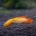 Apistogramma agassizii var. Red Fire - MANN- Liefergröße ca.: 3-5 cm