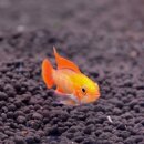 Apistogramma agassizii var. Red Fire - FRAU -Liefergröße ca.: 3-5 cm