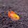 Apistogramma agassizii var. Red Fire - FRAU -Liefergröße ca.: 3-5 cm