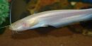 Silurus glanis Albino Waller Wels 10-15 cm