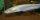 Silurus glanis Albino Waller Wels 10-15 cm