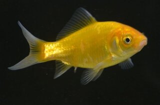 Carassius auratus - Golfisch zitronengelb - ca. 7-10  cm
